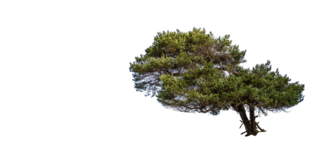 Kiefer freigestellt mit Freiraum für design