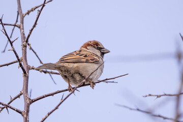 sparrow, bird, animal, tree branch, beak, nature, wild