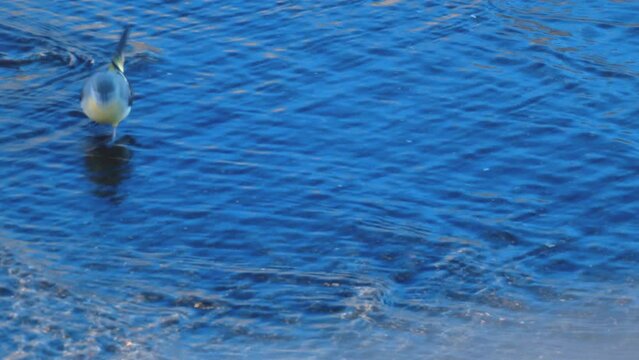 Lavandera Cascadena or gray wagtail, Motacilla cinerea, looking for food in the current of a river.
