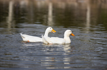Cute white ducks are having fun on the lake, cute ducks, white ducks