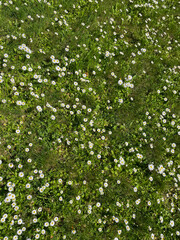 Fototapeta na wymiar beautiful field with daisies in green grass nature