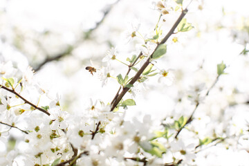 spring flowering white cherry tree zoom