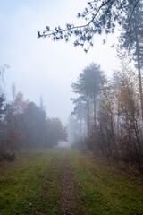 Fototapeta na wymiar Beautiful mystical forest in blue fog in autumn. Colorful landscape with enchanted trees with orange and red leaves. Scenery with path in dreamy foggy forest. Fall colors in october. Nature background