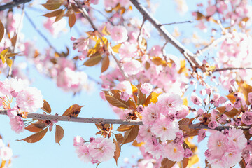 blooming rose cherry blossom on tree close-up