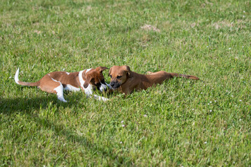 Naklejka na ściany i meble Two foster puppies playing in the yard
