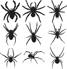 Black spider silhouette isolated on white, Silhouettes of various types of spider.