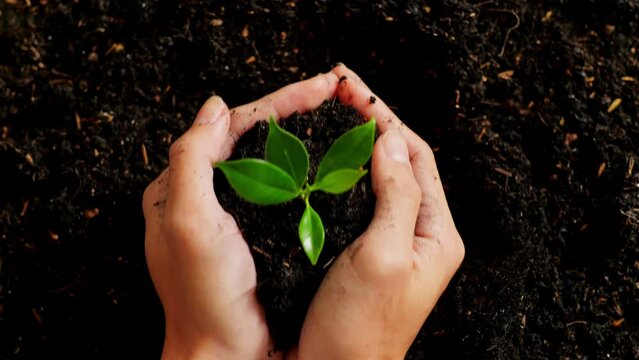 Close Up Of Farmer'S Hands Cropping  Black Dirt Mud With A Tree Sprout In The Garden
