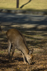 日本　奈良県奈良市の奈良公園にいる野生の鹿