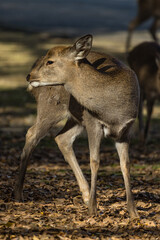 日本　奈良県奈良市の奈良公園にいる野生の鹿