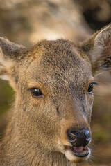 日本　奈良県奈良市の奈良公園にいる野生の鹿のクローズアップ