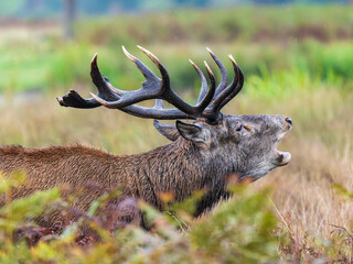 Naklejka na ściany i meble Red Deer Stag Bellowing in a Meadow