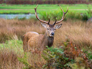 Red Deer Stag in Bracken