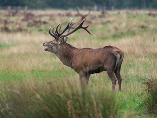 Red Deer Stag in a Meadow