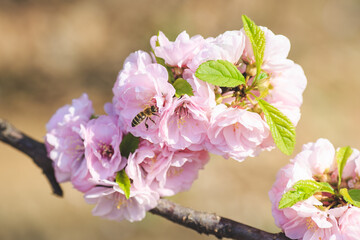 Flowers blooming in the spring sunFlowers blooming in the spring sun

