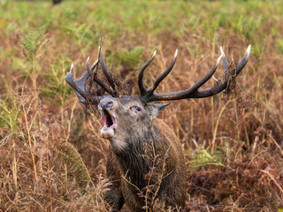 Red Deer Stag Bellowing in a Meadow