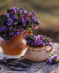 Still life with purple spring flowers in the garden. Spring still life