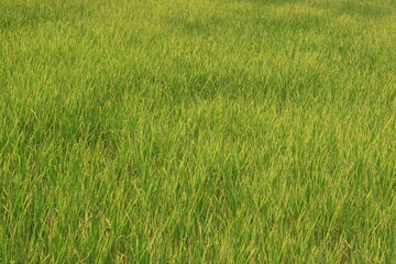 green field background 