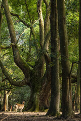 Obraz premium 日本 奈良県奈良市の奈良公園にいる野生の鹿