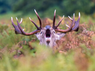 Red Deer Stag Bellowing in a Meadow