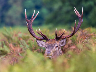 Red Deer Stag Bellowing in a Meadow