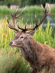 Naklejka na ściany i meble Red Deer Stag in a Lake