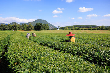  farmers women picking little green tea leaves in farmland at Chiang mai Thailand..
