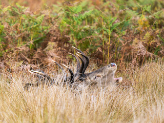 Red Deer Stag Bellowing in a Meadow