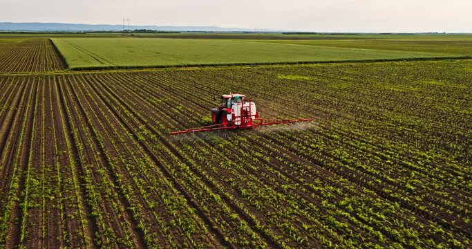 Farmer in tractor spraying industrial green corn maize farm field.