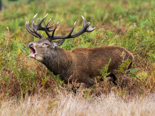 Red Deer Stag Bellowing in a Meadow