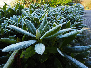 Vereister Rhododendron