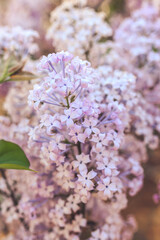 Flowers blooming in the spring sunFlowers blooming in the spring sun
