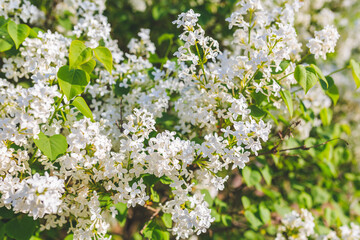 Flowers blooming in the spring sunFlowers blooming in the spring sun
