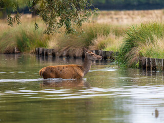 Red Deer Stag Crossing Water