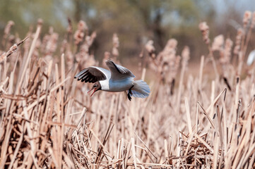 Black-headed Gull (Chroicocephalus ridibundus) at colony