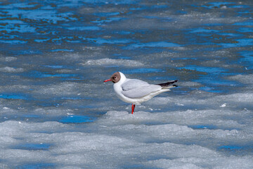 Black-headed Gull (Chroicocephalus ridibundus) at colony