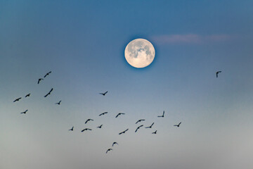 Moon with a beautiful sky and birds flying in front