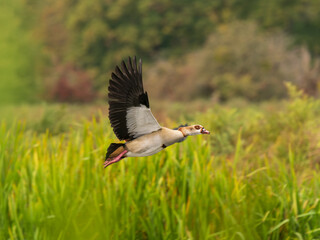 Egyptian Goose in Flight over a Lake