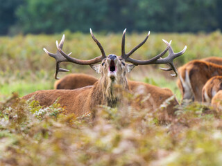 Red Deer Stag in a Harem