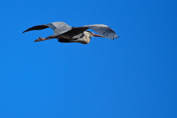 Un héron cendré en vol
