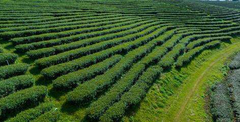 agricultural area of green tea plantation on the mountain north of chiang rai thailand aerial view from drone