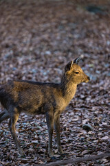 Fototapeta premium 日本 奈良県奈良市の奈良公園にいる野生の鹿