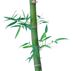 Fototapeta na wymiar Bamboo tree isolated on white background