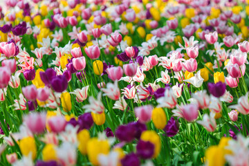 A large field of tulip flowers under the sunshine in spring