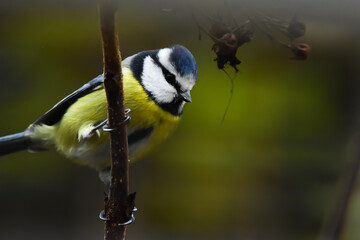 Gros plan sur une mésange bleue