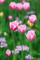 Obraz premium Crystal clear tulips under the sunlight