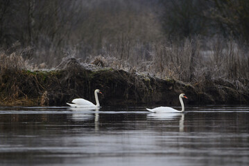 Swan swimming on the river in winter