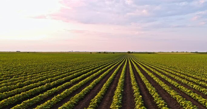 Drone shot of soybean plants on field at an industrial farm at sunset