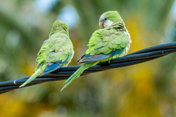 Monk Parakeets (Myiopsitta monachus) in park, Montevideo, Uruguay