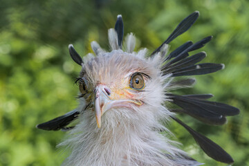 Secretarybird (Sagittarius serpentarius)