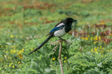 Black-billed Magpie (Pica hudsonia) at Chowiet Island, Semidi Islands, Alaska, USA